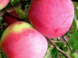 Слава Переможцям