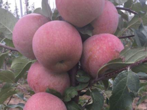 Джонагоред (Горец)