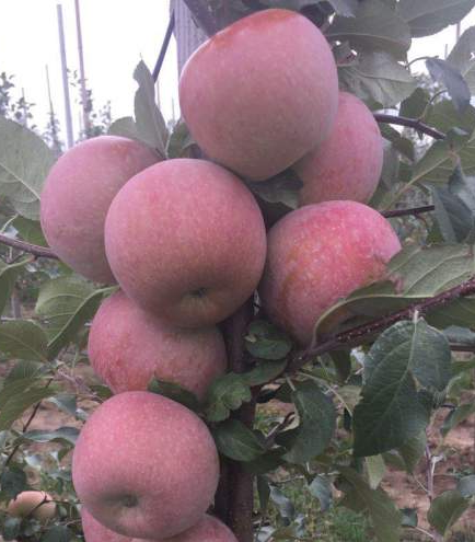 Джонагоред (Горец)