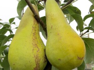 конкорд Конкорд