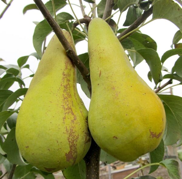 конкорд Конкорд