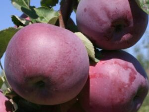 Вільямс Прайд