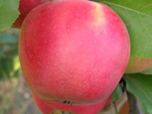 Дельбар Жюбіле