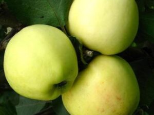 Кальвіль сніговий