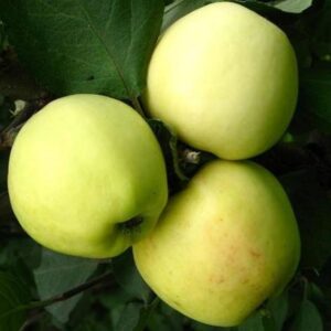 Кальвіль сніговий