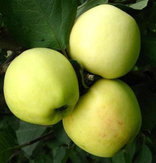 Кальвіль сніговий