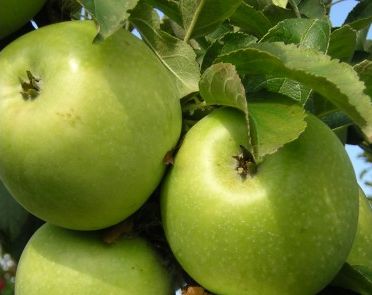 Ренет Симиренко