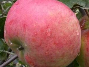 Аскольда Аскольда