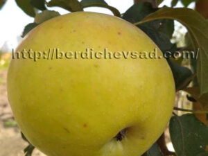 Пепінка Золотиста