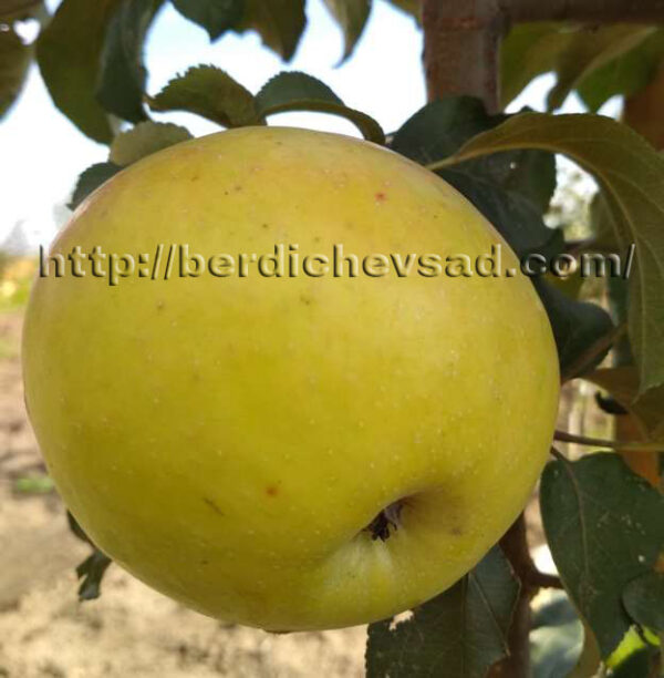 Пепінка Золотиста