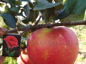 Хоней Кріс Хоней Крісп