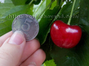 Мелітопольськавод.знак Мелітопільська Рання