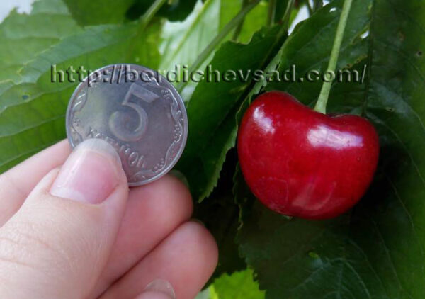 Мелітопільська Рання