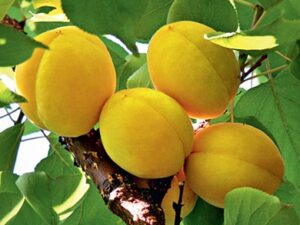 ананас Ананасовий