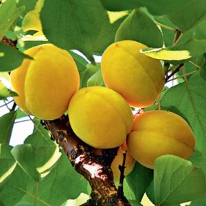 Ананасовий