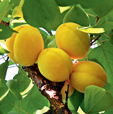 Ананасовий