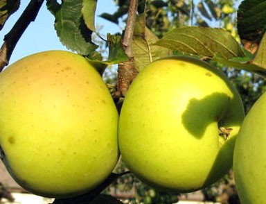 Богемія Голд