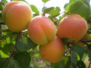 Насолода Насолода