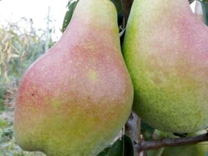 Ноябрська Ноябрська