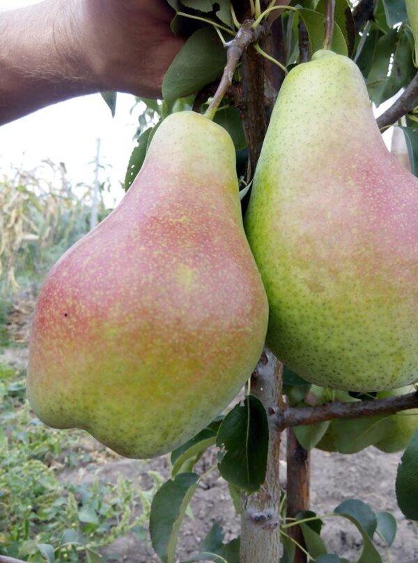 Ноябрська Ноябрська