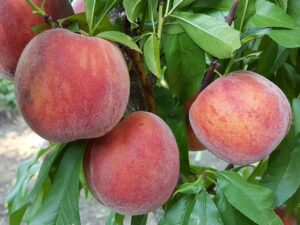 Рубі Принц Рубі принц