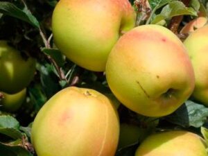 Скіфське Золото