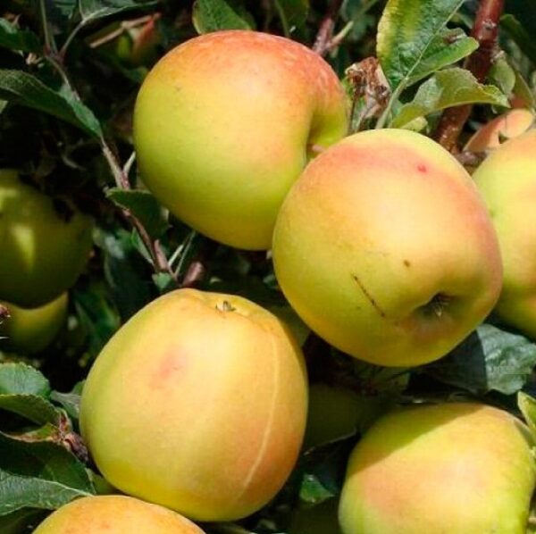 Скіфське Золото