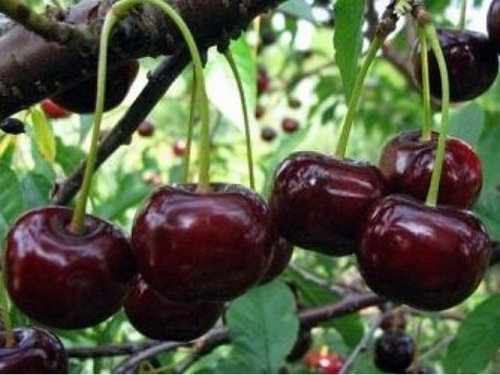 Чудо вишня Чудо вишня