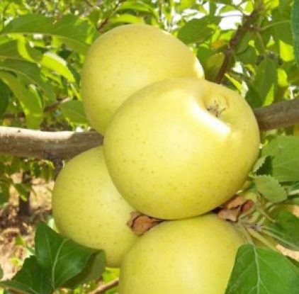 Тентейшн Тентейшн