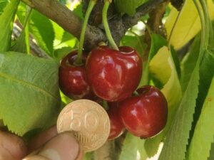 Вэсточка Вєсточка