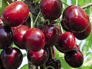 стоккато Стоккато