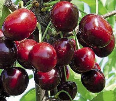 стоккато Стоккато