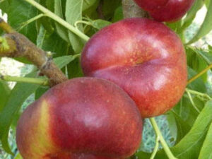 Концентіна