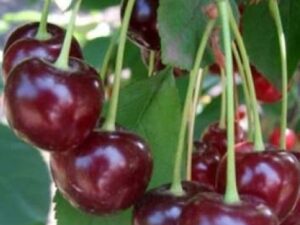 Ерді Крупноплідна