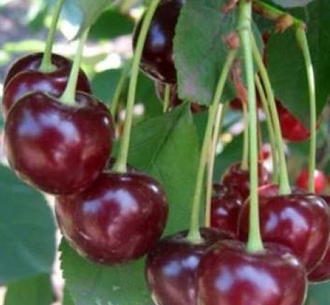 Ерді Крупноплідна