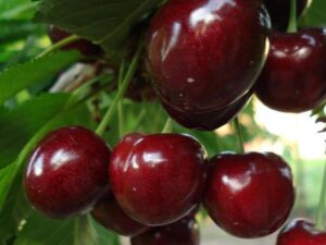 Світ Харт Світ Харт