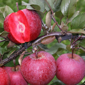 Байя Маріса