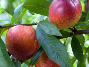 Сноу Квін Перфект