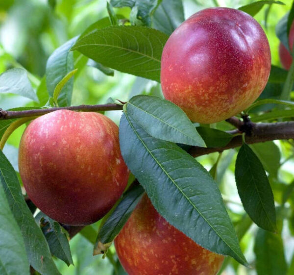 Сноу Квін Перфект