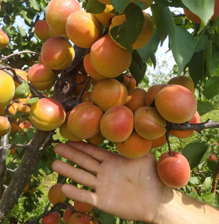 Київський красень