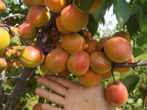 Київський красень