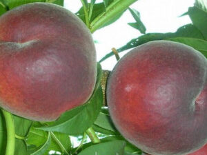 Ред робін Ред Робін