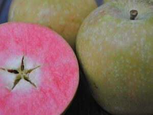 Хайден Роуз