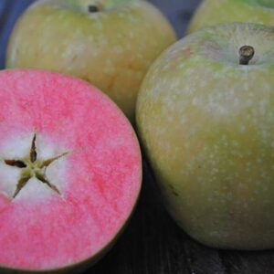 Хайден Роуз