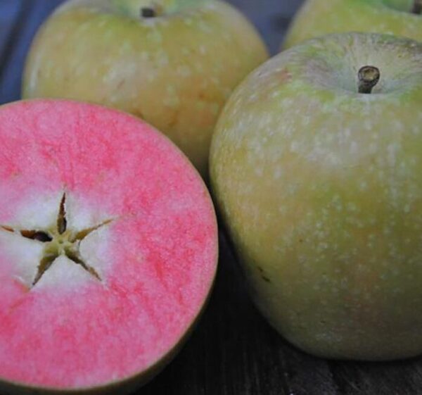 Хайден Роуз