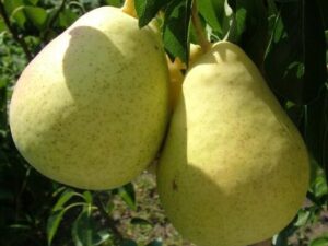 богема Богема