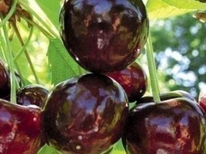 каріна Каріна