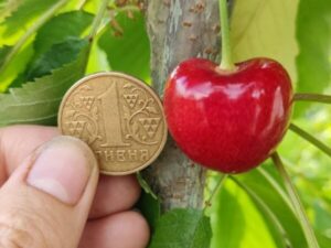 джорджія Джорджія