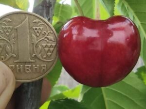 тамара Тамара