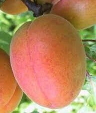 Цегледі Бібер